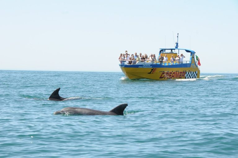 Two dolphins surfacing as a dolphin watching boat with guests approaches off Albufeira